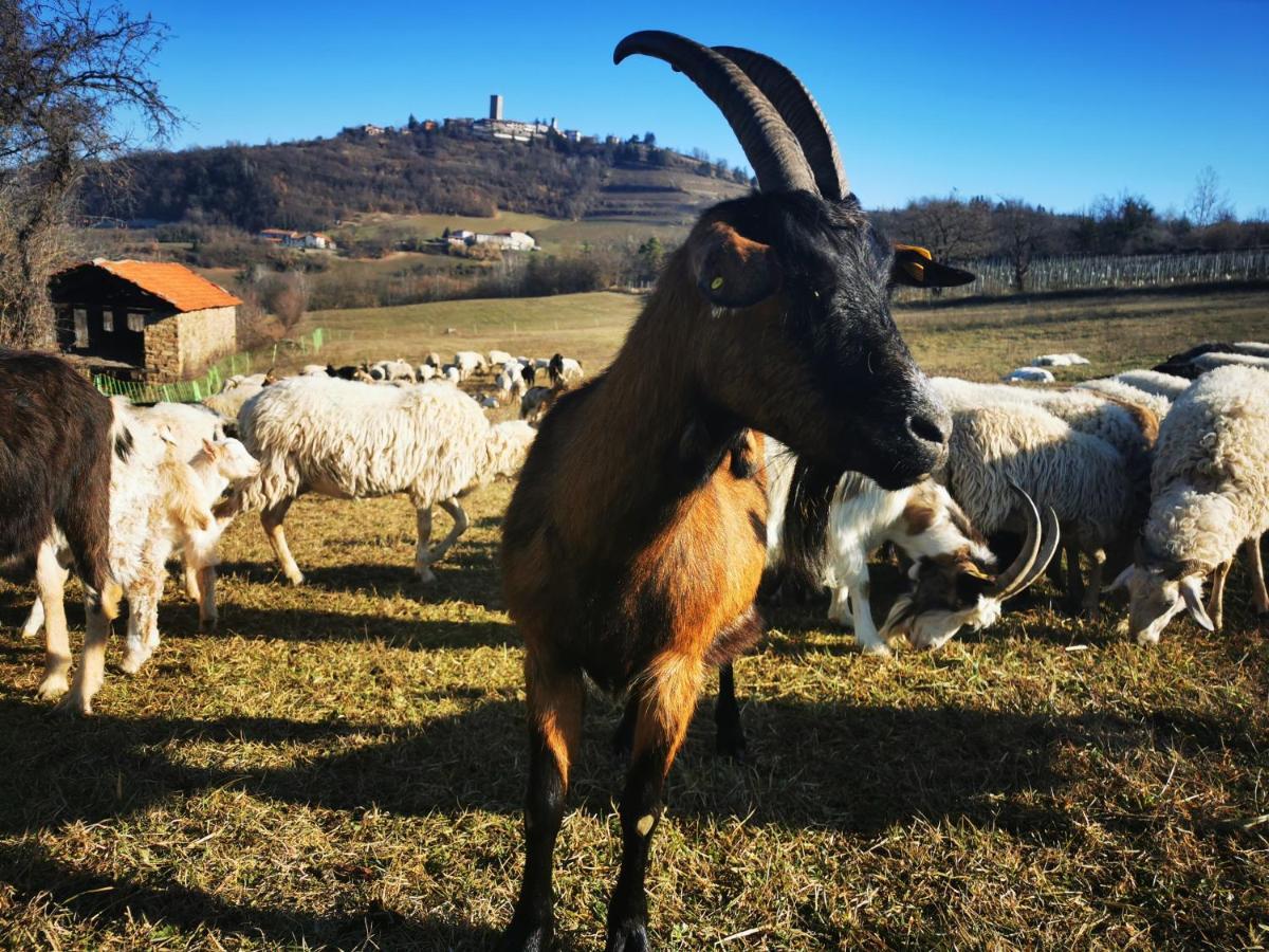 Agriturismo La Margherita San Giorgio Scarampi ภายนอก รูปภาพ