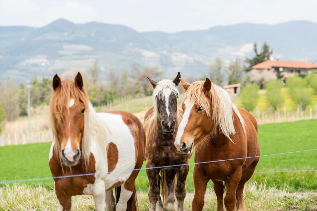 Agriturismo La Margherita San Giorgio Scarampi ภายนอก รูปภาพ